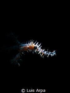 Ornate ghost pipefish by Luis Arpa 